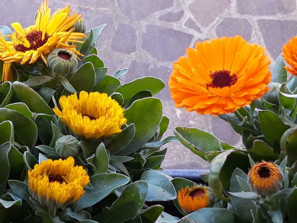 Flowery House Apartamento Roma Exterior foto